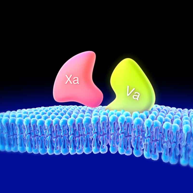 Mode of action animation video showing how medicine works in the body